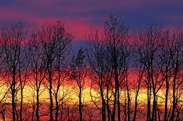 Canada, Manitoba, Matclock. Trees and cloud patterns at sunrise