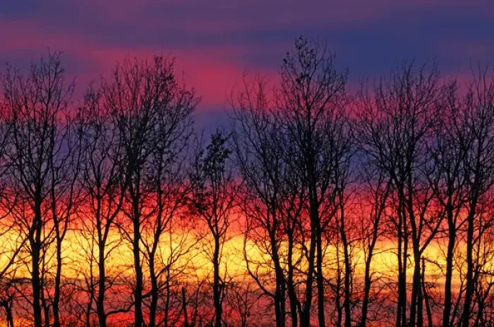 Framed Print : Canada, Manitoba, Matclock. Trees and cloud patterns at sunrise Framed Print : Canada, Manitoba, Matclock. Trees and cloud patterns at sunrise