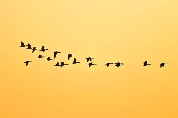 Canada, Manitoba, Oak Hammock Marsh. Canada geese in flight at sunset