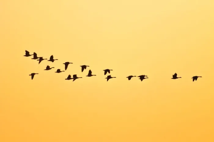 Framed Print : Canada, Manitoba, Oak Hammock Marsh. Canada geese in flight at sunset Framed Print : Canada, Manitoba, Oak Hammock Marsh. Canada geese in flight at sunset