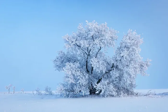 Framed Print : Canada, Manitoba, Oakbank. Hoarfrost-covered maple trees Framed Print : Canada, Manitoba, Oakbank. Hoarfrost-covered maple trees
