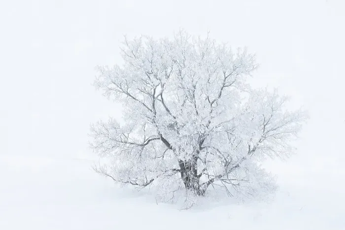 Framed Print : Canada, Manitoba, Oakbank. Hoarfrost-covered maple trees Framed Print : Canada, Manitoba, Oakbank. Hoarfrost-covered maple trees