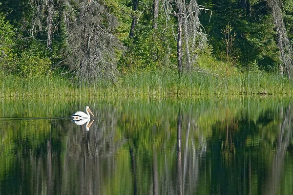 Canada, Manitoba, The Pas. American white pelican on lake