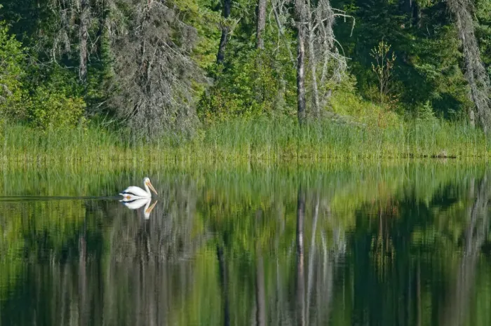 Framed Print : Canada, Manitoba, The Pas. American white pelican on lake Framed Print : Canada, Manitoba, The Pas. American white pelican on lake