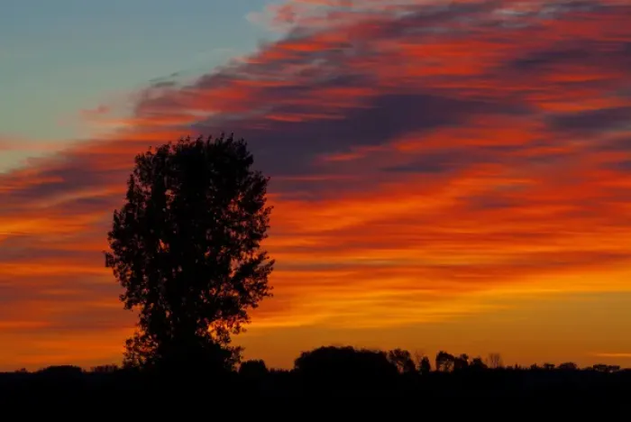 Framed Print : Canada, Manitoba, Portage La Prairie. Tree and clouds at sunrise
