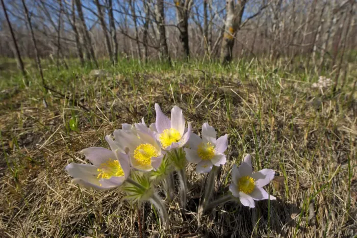 Framed Print : Canada, Manitoba, Prairie crocus in spring. Credit as: Mike Grandmaison / Jaynes Gallery Framed Print : Canada, Manitoba, Prairie crocus in spring. Credit as: Mike Grandmaison / Jaynes Gallery