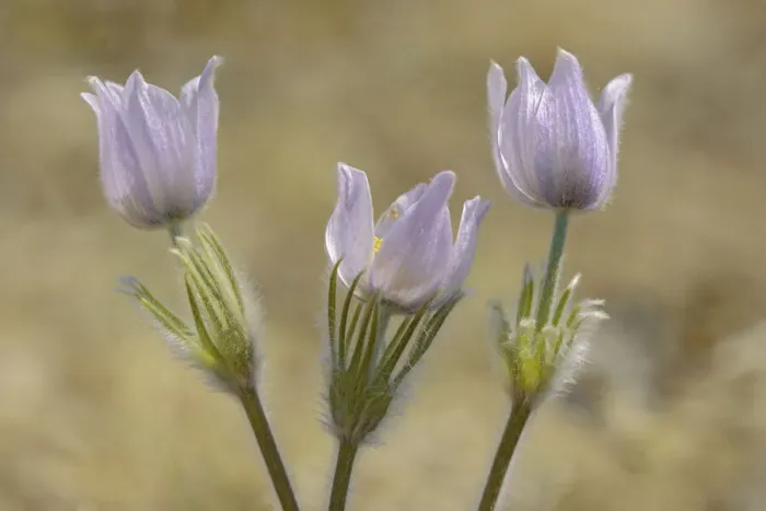 Framed Print : Canada, Manitoba, Prairie crocus in spring. Credit as: Mike Grandmaison  /  Jaynes Gallery