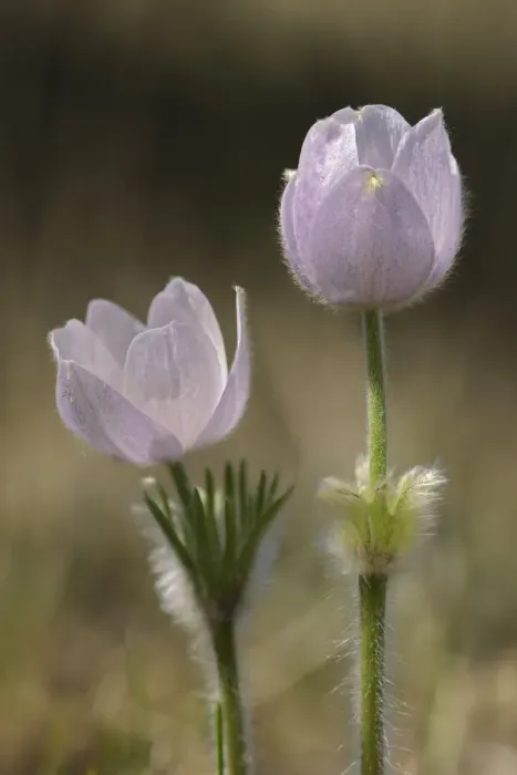 Framed Print : Canada, Manitoba, Prairie crocus in spring. Credit as: Mike Grandmaison / Jaynes Gallery Framed Print : Canada, Manitoba, Prairie crocus in spring. Credit as: Mike Grandmaison / Jaynes Gallery