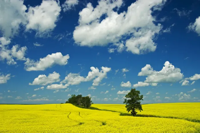 Framed Print : Canada, Manitoba, Rathwell. Trees and canola crop