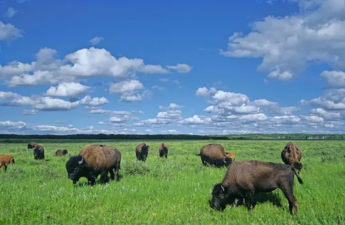 Framed Print : Canada, Manitoba, Riding Mountain National Park. Herd of American plains bison grazing