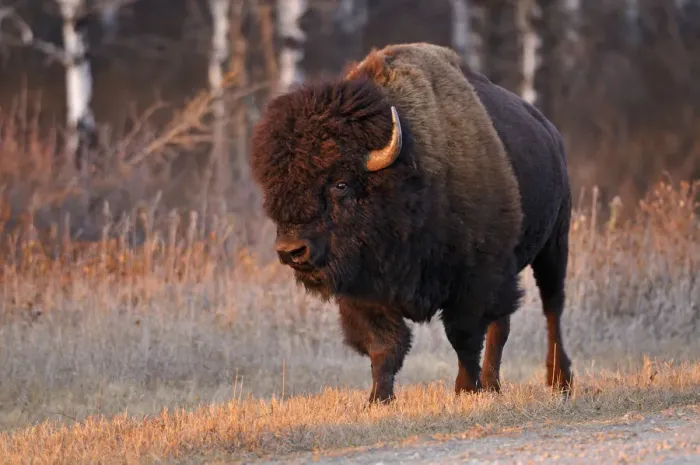 Framed Print : Canada, Manitoba, Riding Mountain National Park. Close-up of male American plains bison