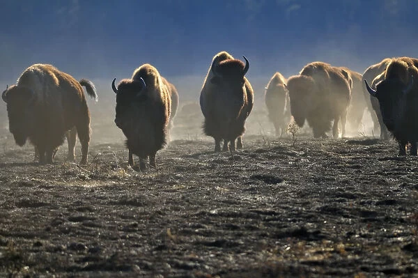 Canada, Manitoba, Riding Mountain National Park. Herd of American plains bison on burned