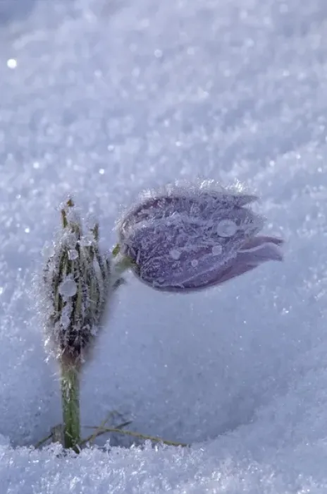 Framed Print : Canada, Manitoba, Sandilands Provincial Forest. Hoarfrost-coated prairie crocus in snow