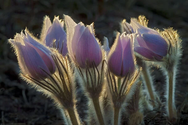 Canada, Manitoba, Sandilands Provincial Forest. Hoarfrost-coated prairie crocus. Credit as