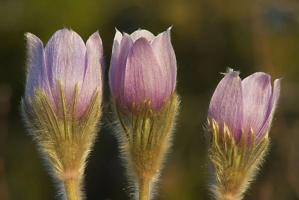 Canada, Manitoba, Sandilands Provincial Forest. Prairie crocus flowers close-up