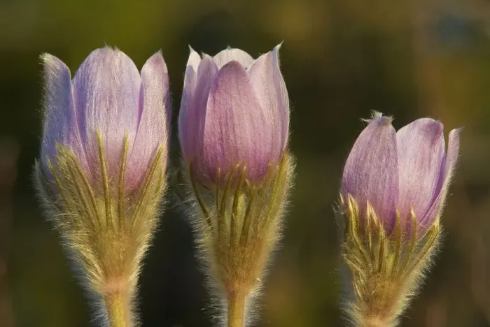 Framed Print : Canada, Manitoba, Sandilands Provincial Forest. Prairie crocus flowers close-up Framed Print : Canada, Manitoba, Sandilands Provincial Forest. Prairie crocus flowers close-up