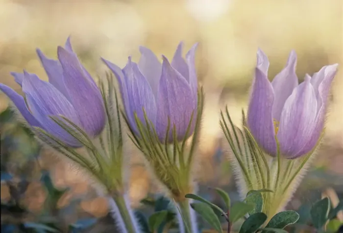 Framed Print : Canada, Manitoba, Sandilands Provincial Forest. Prairie crocus flowers close-up Framed Print : Canada, Manitoba, Sandilands Provincial Forest. Prairie crocus flowers close-up