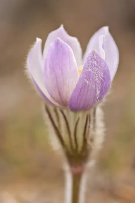 Framed Print : Canada, Manitoba, Sandilands Provincial Forest. Prairie crocus flower close-up