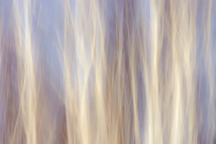 Framed Print : Canada, Manitoba, Sandilands Provincial Forest. Forest abstract Framed Print : Canada, Manitoba, Sandilands Provincial Forest. Forest abstract
