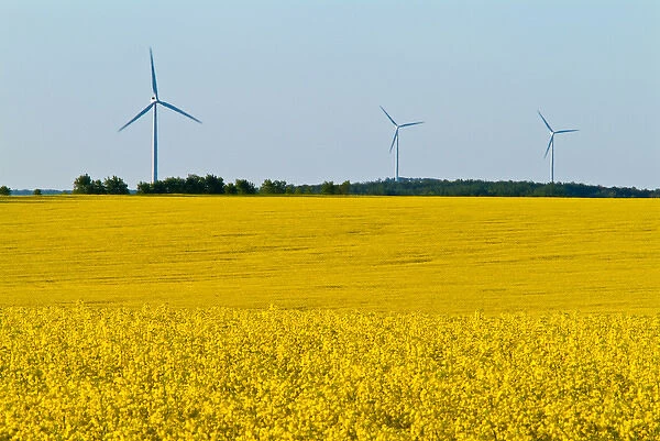 Canada, Manitoba, Somerset. Wind turbines and canola crop
