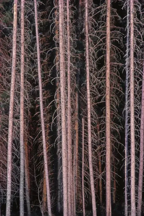Framed Print : Canada, Manitoba. Stark spruce trees in Duck Mountain Provincial Park. Credit as