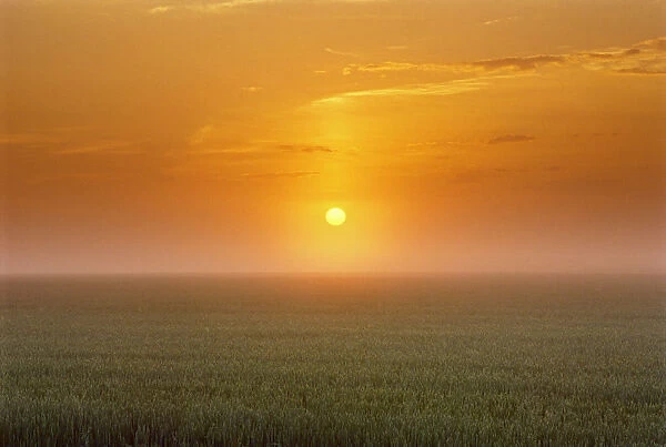 Canada, Manitoba. Sunrise on wheat field in fog