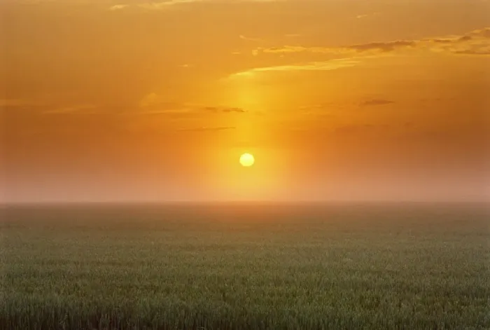 Framed Print : Canada, Manitoba. Sunrise on wheat field in fog
