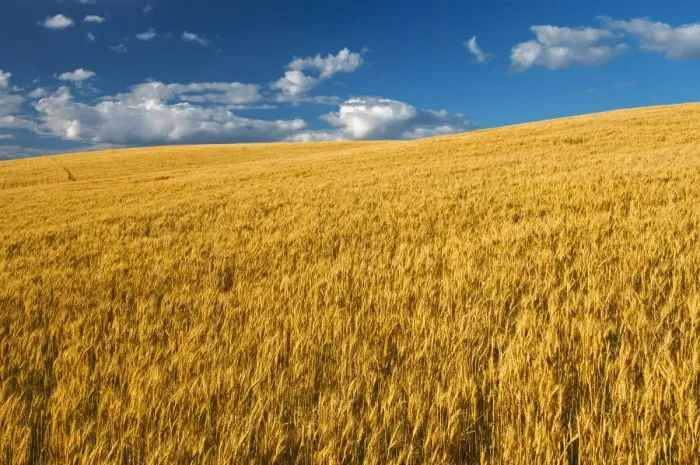 Framed Print : Canada, Manitoba, Swan Lake. Mature winter wheat crop Framed Print : Canada, Manitoba, Swan Lake. Mature winter wheat crop