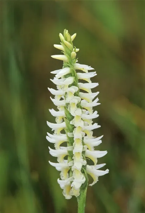 Framed Print : Canada, Manitoba, Tall-grass Prairie Preserve. Great Plains ladys tresses orchids