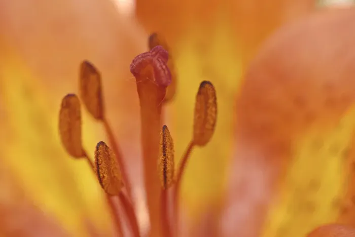 Framed Print : Canada, Manitoba, Tall-grass Prairie Preserve. Wood lily detail Framed Print : Canada, Manitoba, Tall-grass Prairie Preserve. Wood lily detail