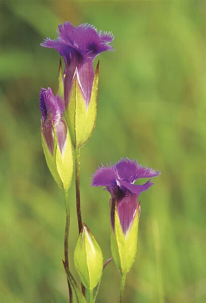 Canada, Manitoba, Tall-grass Prairie Preserve. Fringed gentian flowers close-up