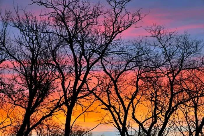 Framed Print : Canada, Manitoba. Trees at sunrise. Credit as: Mike Grandmaison / Jaynes Gallery / DanitaDelimont Framed Print : Canada, Manitoba. Trees at sunrise. Credit as: Mike Grandmaison / Jaynes Gallery / DanitaDelimont