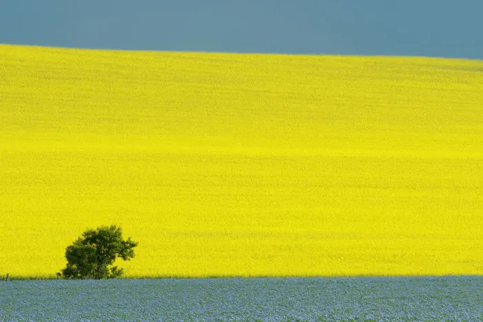 Framed Print : Canada, Manitoba, Treherne. Canola and flax crops Framed Print : Canada, Manitoba, Treherne. Canola and flax crops