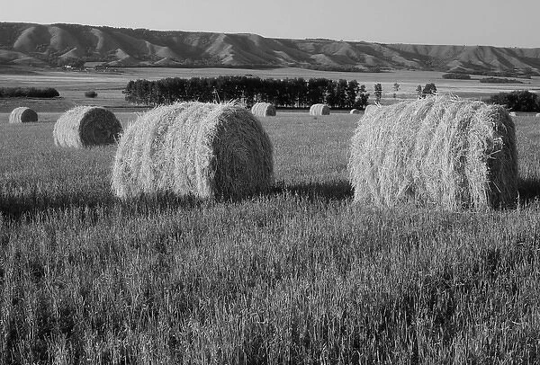 Canada, Manitoba, View of rolled hay bales in field