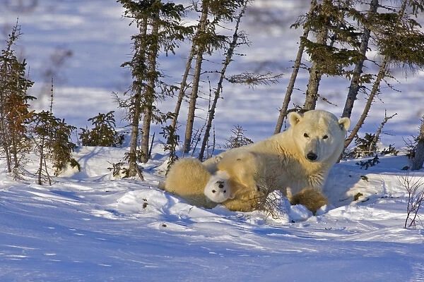 Canada, Manitoba, Wapusk National Park. Polar bear cub playing on mother. Credit as