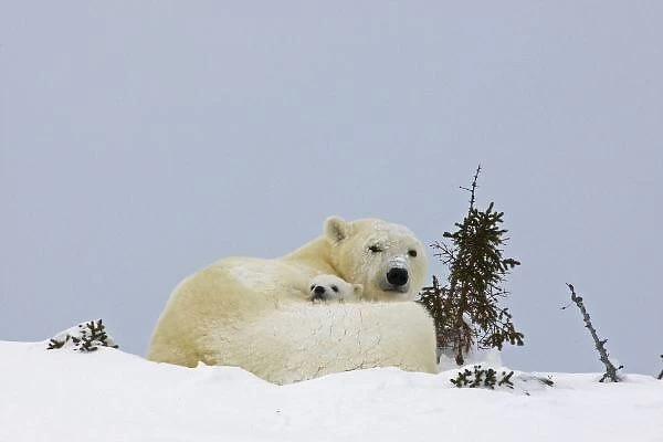 Canada, Manitoba, Wapusk National Park. Polar bear cub being protected by mother