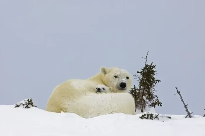 Framed Print : Canada, Manitoba, Wapusk National Park. Polar bear cub being protected by mother Framed Print : Canada, Manitoba, Wapusk National Park. Polar bear cub being protected by mother