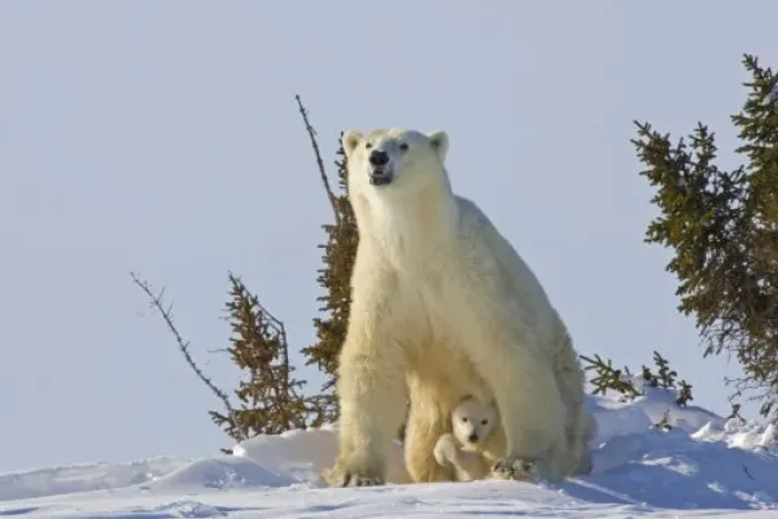 Framed Print : Canada, Manitoba, Wapusk National Park. Polar bear cub being protected by mother Framed Print : Canada, Manitoba, Wapusk National Park. Polar bear cub being protected by mother