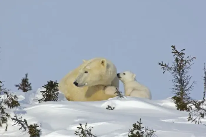 Framed Print : Canada, Manitoba, Wapusk National Park. Polar bear cub trying to get mothers attention Framed Print : Canada, Manitoba, Wapusk National Park. Polar bear cub trying to get mothers attention