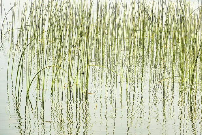 Framed Print : Canada, Manitoba, Wekusko Falls Provincial Park. Reeds reflect patterns in Wekusko Lake