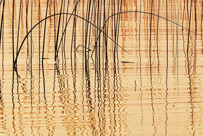 Framed Print : Canada, Manitoba, Wekusko Falls Provincial Park. Reeds reflect patterns in Wekusko Lake