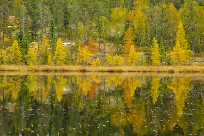 Framed Print : Canada, Manitoba, Whiteshell Provincial Park. Larch trees reflected in lily pond Framed Print : Canada, Manitoba, Whiteshell Provincial Park. Larch trees reflected in lily pond