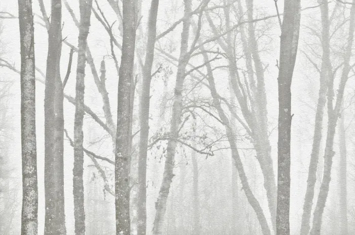 Framed Print : Canada, Manitoba, Whiteshell Provincial Park. Black and white of trees in fog. Credit as Framed Print : Canada, Manitoba, Whiteshell Provincial Park. Black and white of trees in fog. Credit as