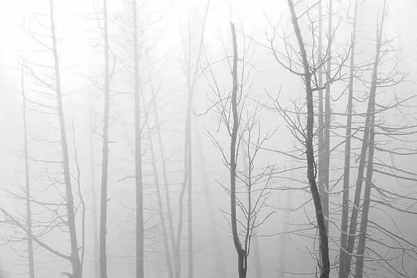 Canada, Manitoba, Whiteshell Provincial Park. Black and white of trees in fog. Credit as