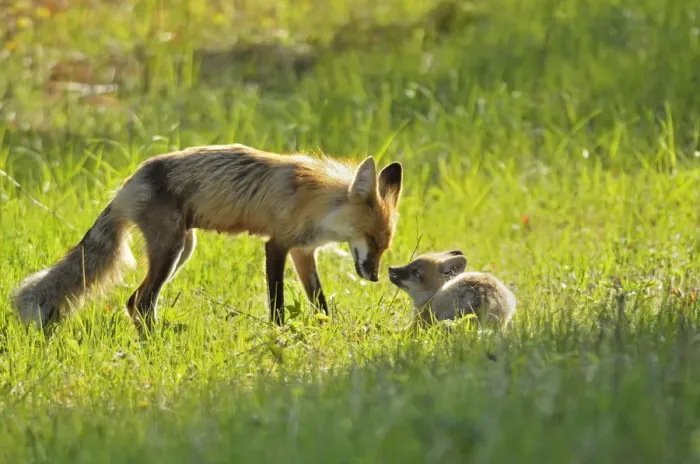 Framed Print : Canada, Manitoba, Whiteshell Provincial Park. Red fox mother with kit. Credit as Framed Print : Canada, Manitoba, Whiteshell Provincial Park. Red fox mother with kit. Credit as