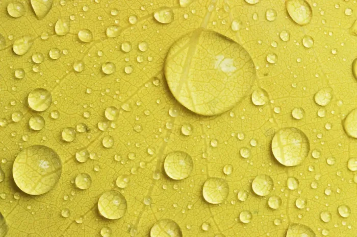 Framed Print : Canada, Manitoba, Whiteshell Provincial Park. Rain drops on aspen leaf in autumn