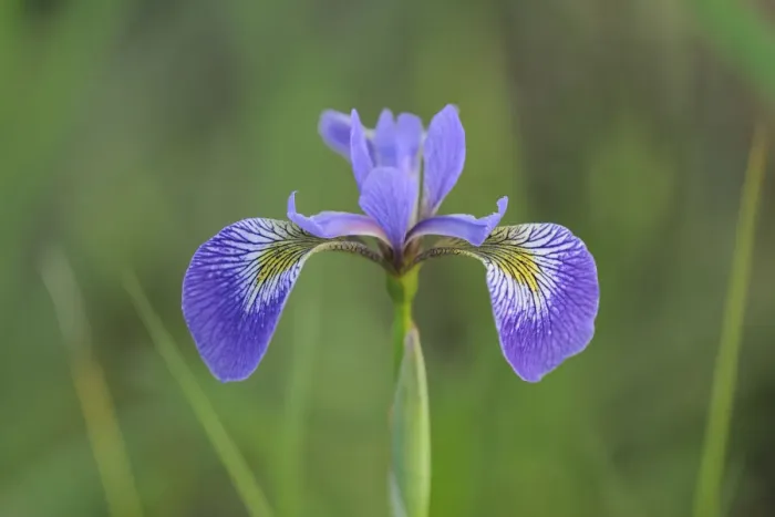Framed Print : Canada, Manitoba, Whiteshell Provincial Park. Blue flag iris in field Framed Print : Canada, Manitoba, Whiteshell Provincial Park. Blue flag iris in field