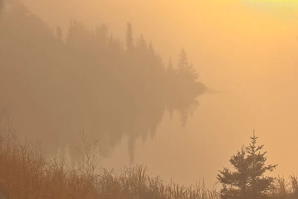 Canada, Manitoba, Whiteshell Provincial Park, Trees and fog at sunrise at Lyons Lake