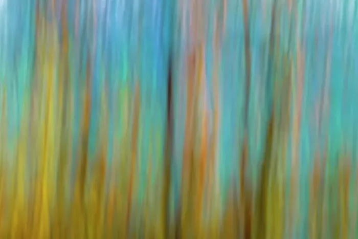 Framed Print : Canada, Manitoba, Winnipeg. Abstract of trees in Seine River Forest Framed Print : Canada, Manitoba, Winnipeg. Abstract of trees in Seine River Forest