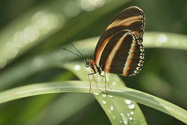 Canada, Manitoba, Winnipeg, Assiniboine Park. Butterfly close-up in. garden. Credit as